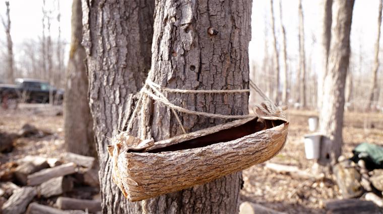 A wooden basket is tied to a tree under a tap.