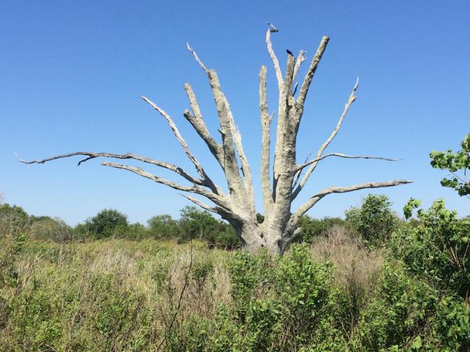Dead tree