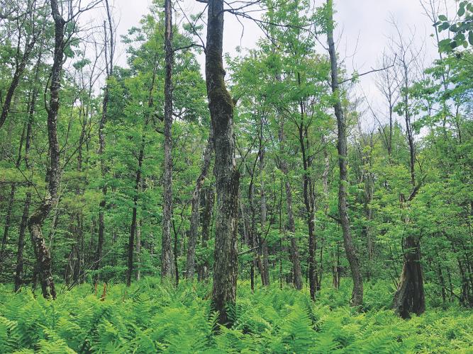 black ash forest
