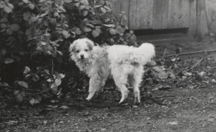 An archival photo of a small, white woolly dog