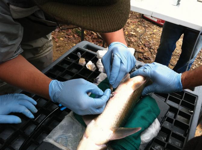 Biologists inserting a small tracking device into an adult sicklefin redhorse.