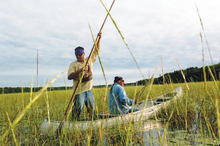 Members of the White Earth Band of Ojibwe harvest “manoomin” (wild rice)
