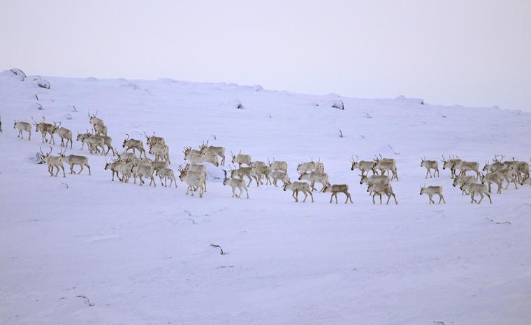 A herd of caribou walks across the snowy terrain