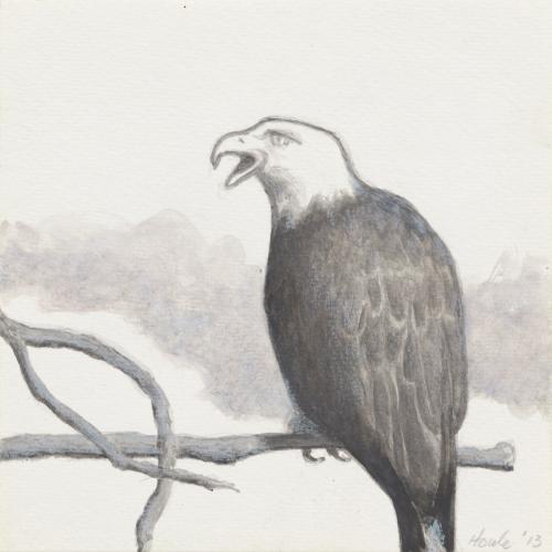 A square ink drawing featuring an eagle on a branch