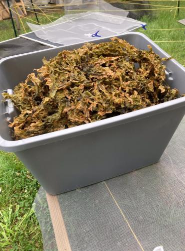 Dried kelp in a large bin.