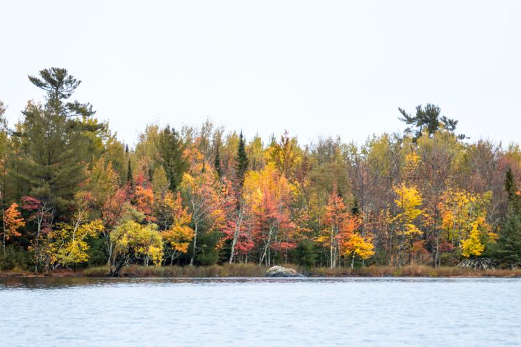 The Nett Lake riverbank lined with orange and yellowing trees in the fall.
