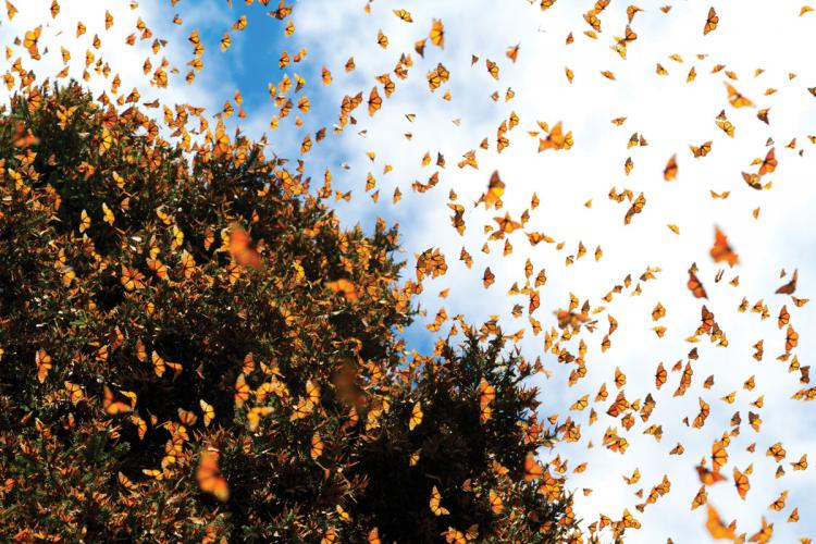 Hundreds of monarch butterflies in flight, seen from below