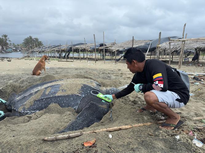 A person reaches a handheld scanner toward a giant leatherback sea turtle on the beach