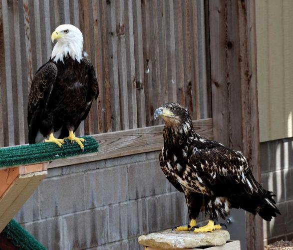 An adult bald eagle stands near a juvenile, who has mottled brown and white plumage