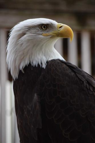 A closeup of a bald eagle