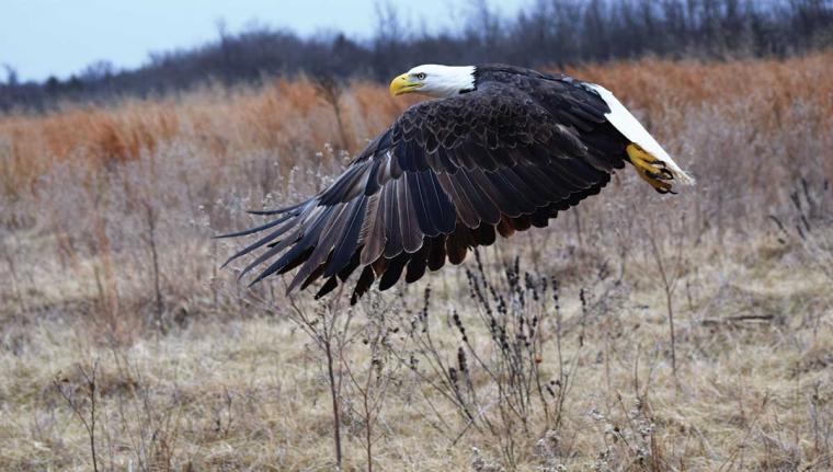 An eagle pictured mid-flight in an outdoor landscape