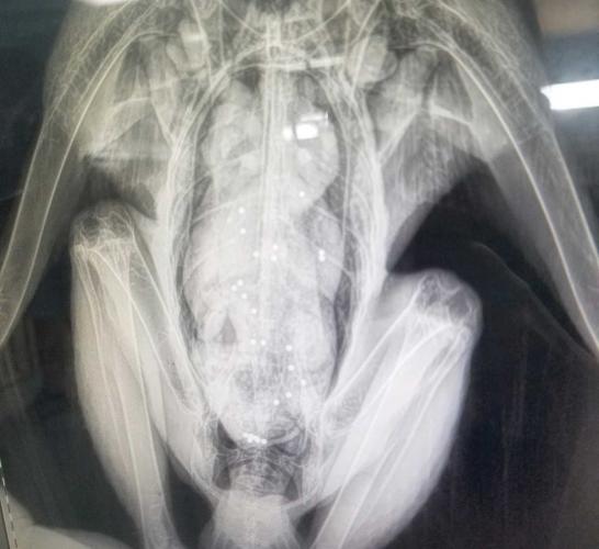 An x-ray image shows bullet fragments embedded in an eagle's body